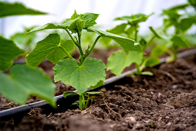 Metro Canteens Adelaide, canteen outsourcing - Adelaide image of fresh produce growing.